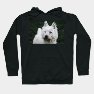 Millie on Guard Hoodie